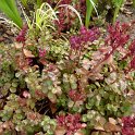 Sedum spurium 'Voodoo'